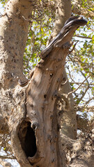African rock python in a tree