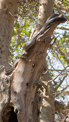 African rock python in a tree