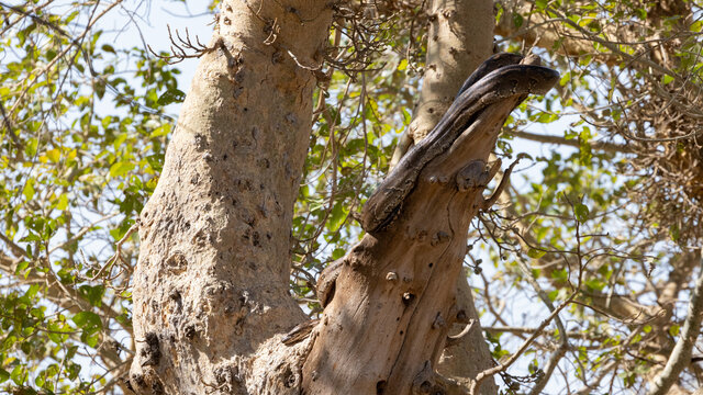African rock python in a tree