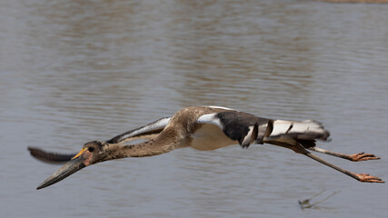immature saddle-billed stork in flight