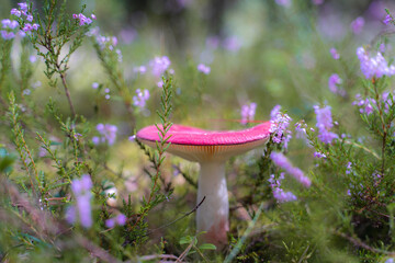 Mushroom from low angle
