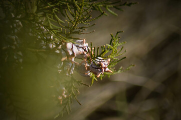 spider on a web