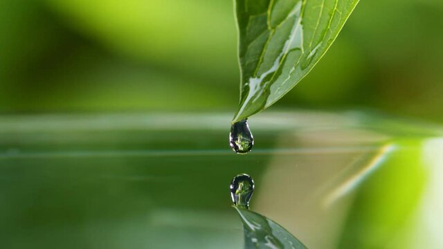 Crystal clear water rolls over a green leaf and falls into the water forming ripples. Wet green fresh leaf over pond. Nature after rain. Macro shot