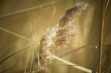 grass in the wind