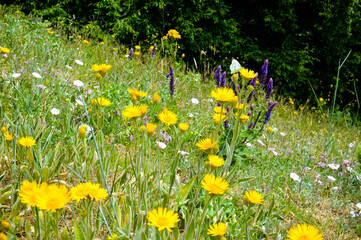 field of flowers