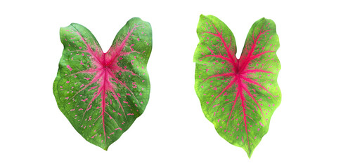 Isolated Heart of Jesus or Caladium bicolor leaf with clipping paths.