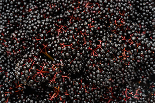 Clusters fruit black elderberry. Sambucus nigra. Elder, black elder. European black elderberry background. Top view - Powered by Adobe