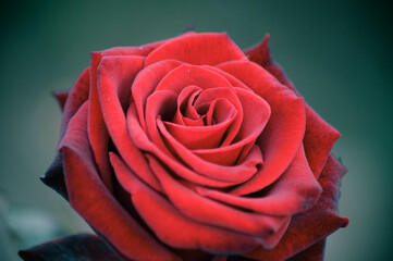 single red rose