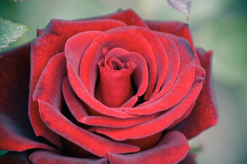 red rose close up