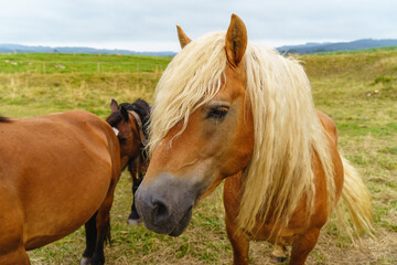 Couple of horses on countryside. Horizontal view of animals eating grazing in the meadow.