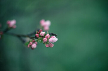 close up of flower