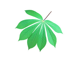 Isolated cassava or tapioca leaf with clipping paths.