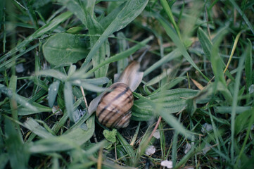 snail on the grass