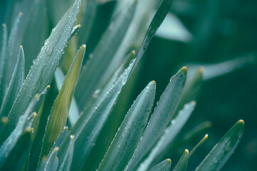 dew on grass