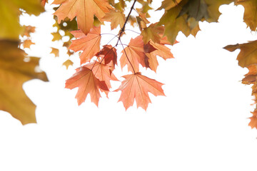 Maple leaves on a twig in autumn. Red maple leaves.
