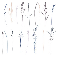 Vector  plants and herb set illustration. Watercolor illustration.