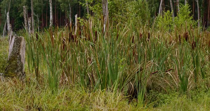 Reedmace plant (Typha) at marshland area in Sobibor Landscape Park, Poland, Europe.