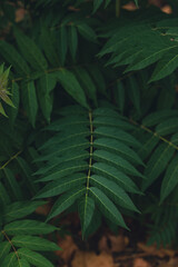 nature poster. leaves of tree - 454516222