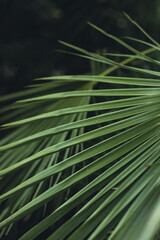 nature poster. leaves of palm tree