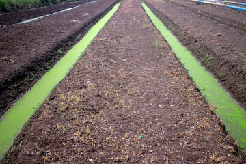 humus fertile soil, ready to be planted.
