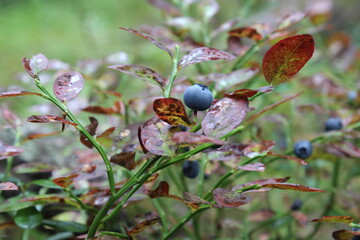 blueberries on a branch in the forest