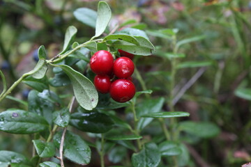 red cherries on a branch