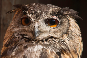 Portraitaufnahme eines europäischen Uhus