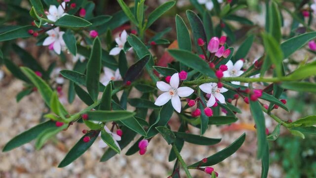 native Australian eriostemon philotheca plant with pink flowers outdoor in sunny backyard