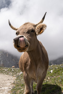 vaca