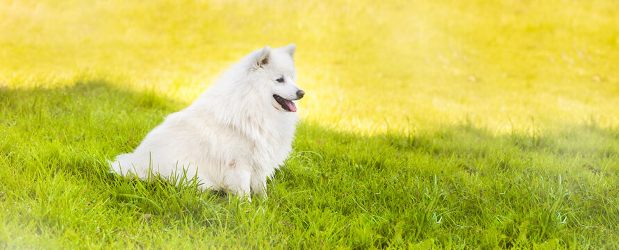 459 Best Japanese Spitz Images Stock Photos Vectors Adobe Stock 459 Best Japanese Spitz Images Stock Photos Vectors Adobe Stock