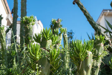 close up cactus for detail and texture