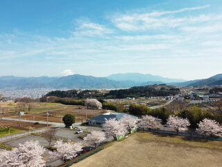 Fototapeta na wymiar 満開の桜を空撮　日本の原風景