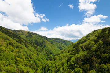 Obraz premium 新緑の山