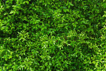 Fototapeta na wymiar Green leaves wall panorama for art work and backdrop design nature theme