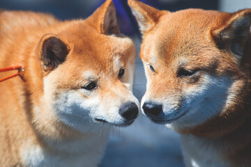 Shiba inu Japanese dog, beautiful portrait of two red grown up adult siba inu dog puppy portrait, two dogs playing and sniffing each other