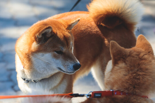 Shiba inu Japanese dog, beautiful portrait of two red grown up adult siba inu dog puppy portrait, two dogs playing and sniffing each other