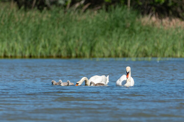swan family with chicks, danube delta, romania