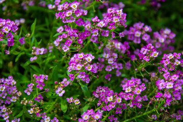 Naklejka premium Very nices flowers in a garden