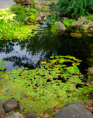 Natural plants and herbs on a wild lake in Quebec, Canada