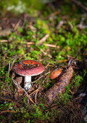 Red mushroom in the forest. Autumn background. Close-up 