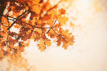 Red oak leaves on the branches on an autumn day illuminate the warm rays of sunlight. September. Nature.