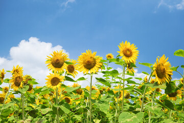青空とひまわり