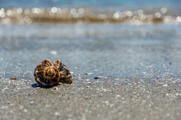 empty shell near the sea shore, vacation concept