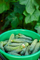 Fresh harvest of cucumbers in a plastic bucket on a background of greenery. Close-up, selective focus