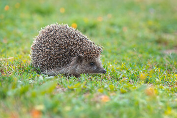 hedgehog on the grass.