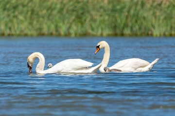 swan family with chicks, danube delta, romania