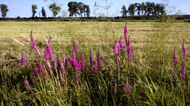 Purple loosestrife (Lythrum salicaria) flowering plant in marshland Bagno Pulwy Natura 2000 area.