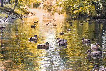 Wild ducks swim in the lake. Autumn weather in the park park