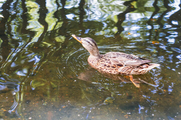 Wild ducks swim in the lake. Autumn weather in the park park