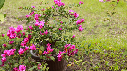 Beautiful bougainvillea flowers in garden.